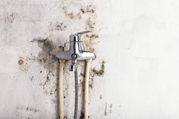 Best Mold Remediation for Specific Building Types in Martin, TN