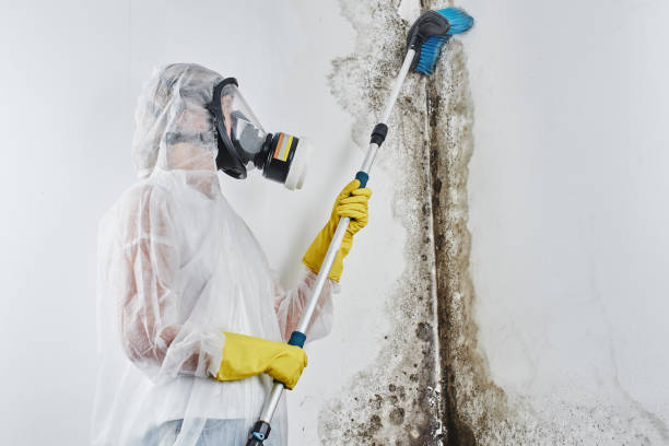 Best Basement Mold Remediation in Martin, TN