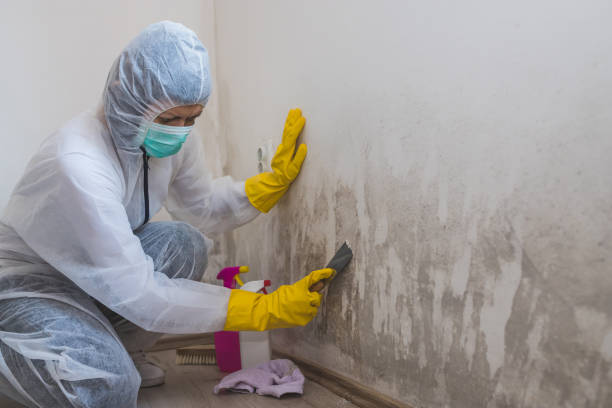 Best Kitchen Mold Remediation in Martin, TN