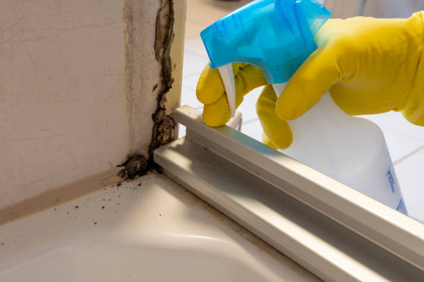 Best Residential Mold Remediation in Martin, TN