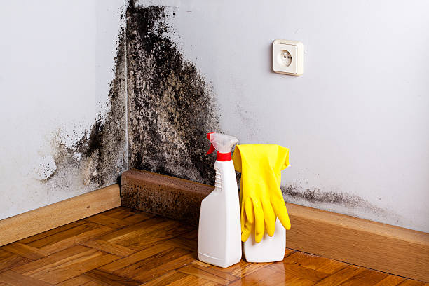 Best Mold Testing and Inspection Services in Martin, TN