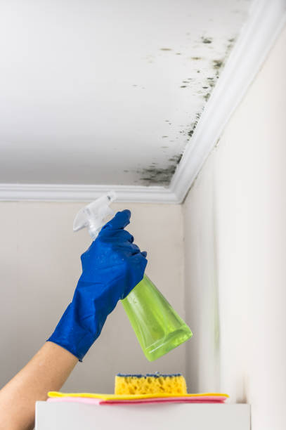 Best Black Mold Remediation in Martin, TN